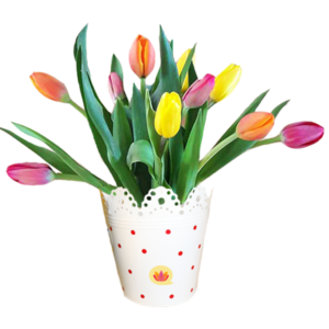 tulipanes-balde-fondoblanco
