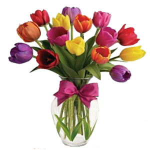 tulipanes-florero-fondoblanco